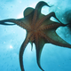 Illustration for article titled Octopus Suckers Are Moving Off Of Tentacles And Onto Robots